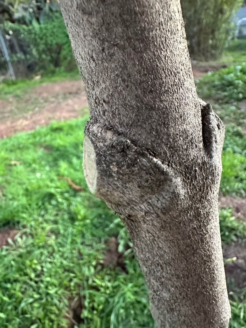 Cuts That Help And Cuts That Leave A Tree Worse Off