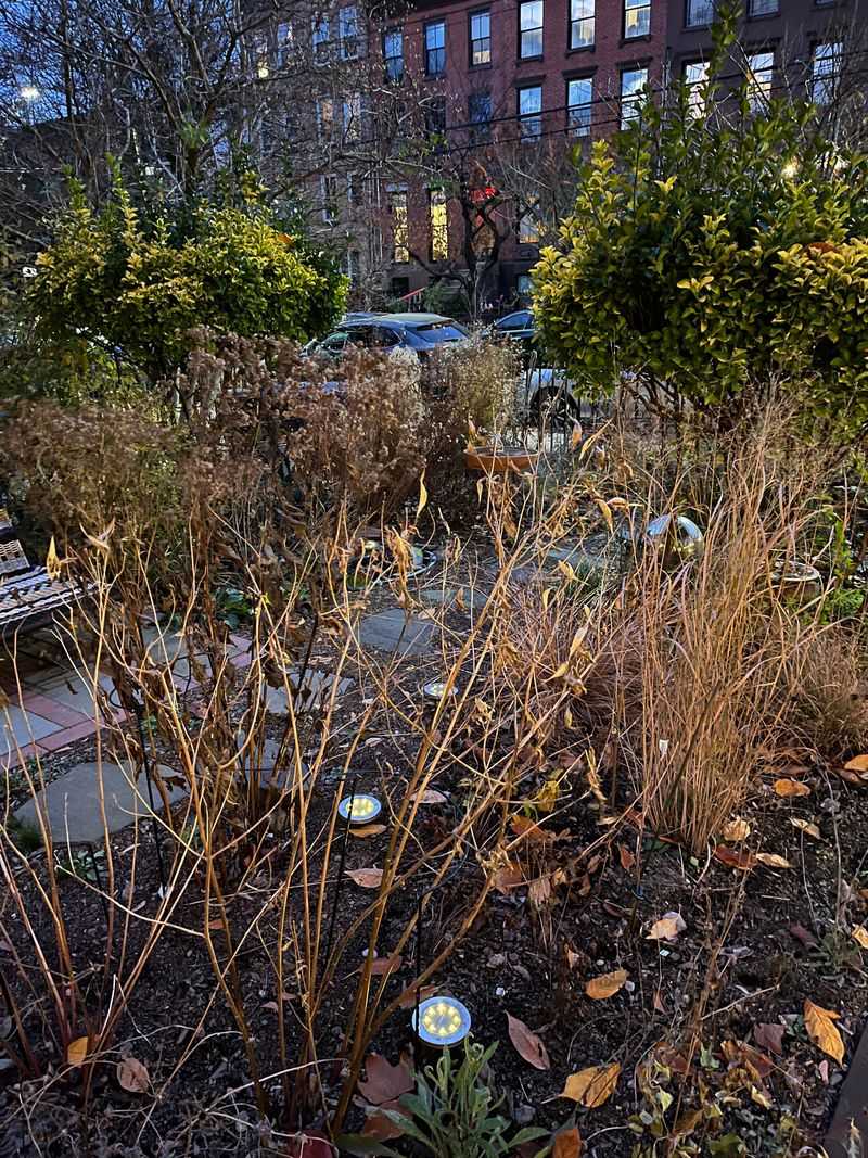 Cutting And Clearing Every Stem Removes The Habitat Pollinators Overwinter In