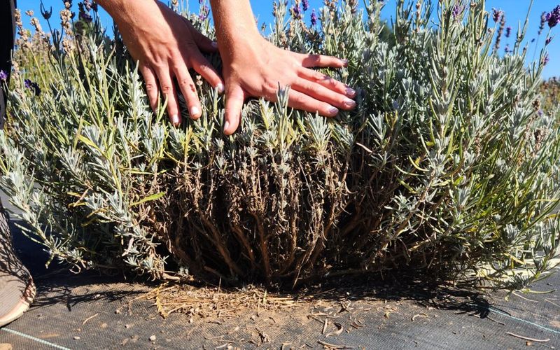 Cutting Back Green Growth Without Hitting Old Wood