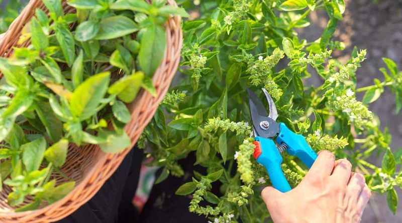 Cutting Back Leggy Stems Can Wake Up Fresh Growth