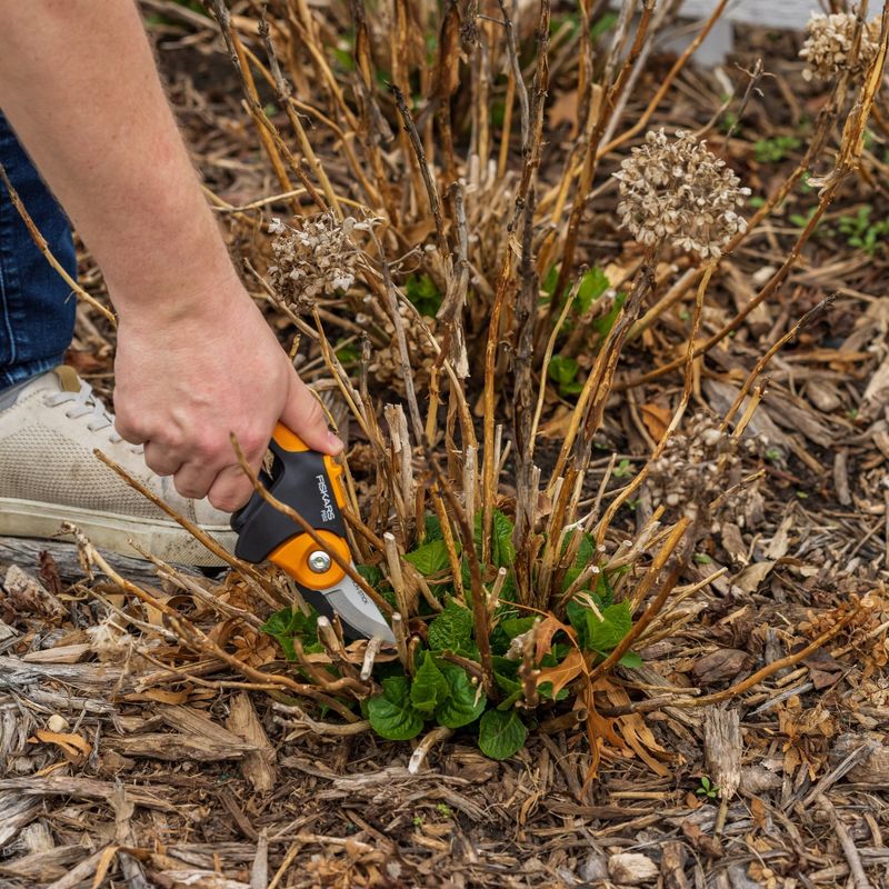 Cutting Back Old Wood Removes Next Year's Blooms