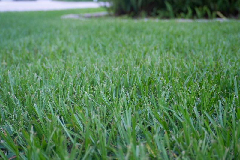 Cutting Bahia Too Short Leaves The Turf Looking Thin