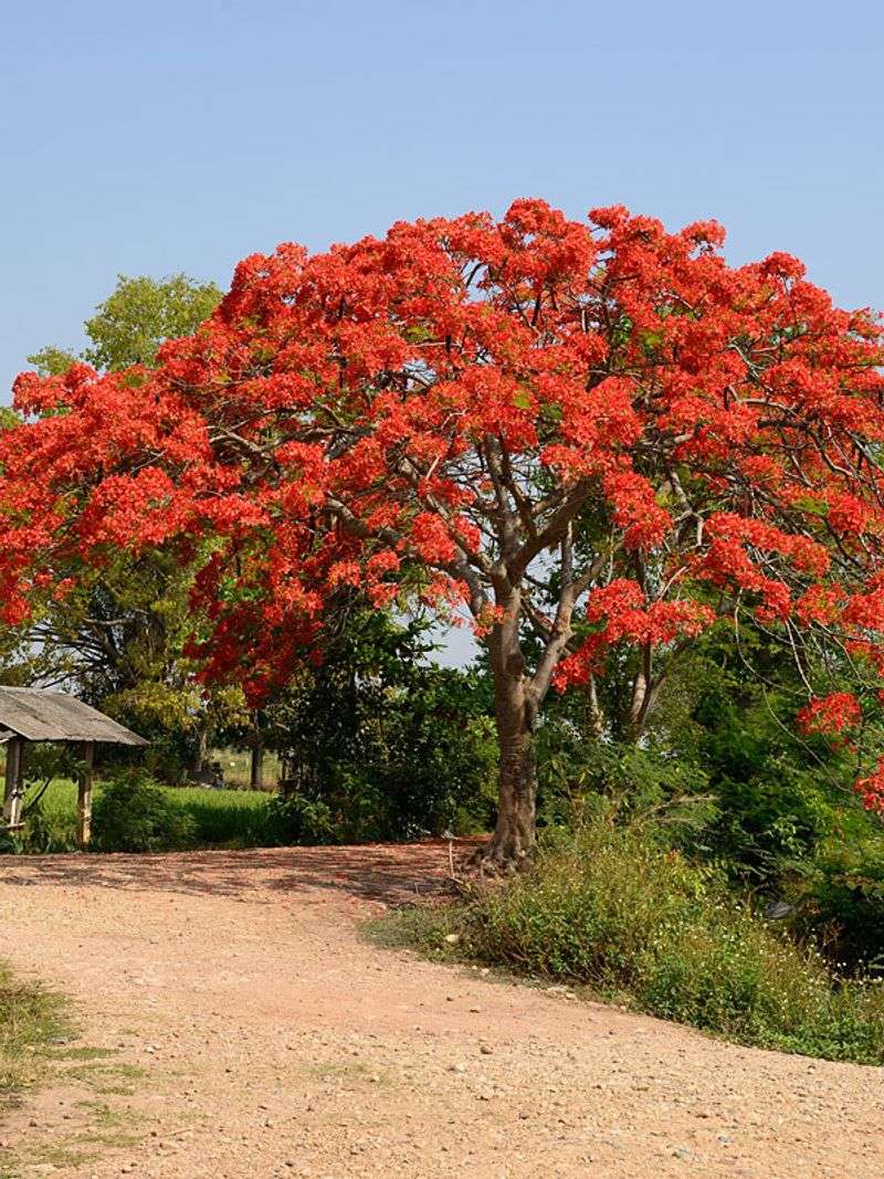 Cutting Big Roots Can Create A More Serious Problem
