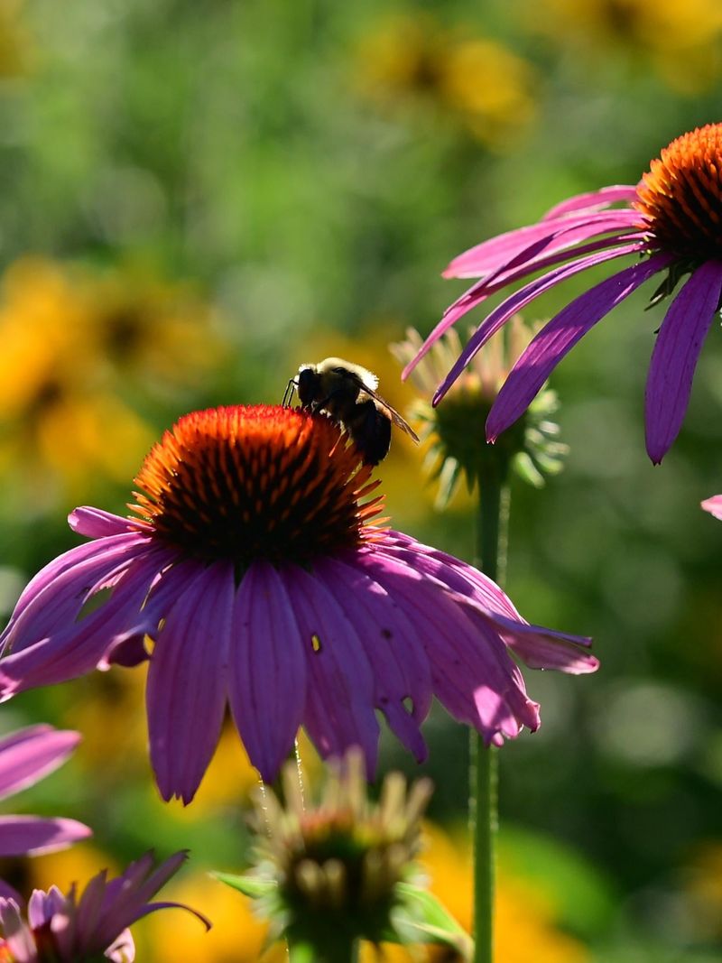 Cutting Coneflower And Aster Stems Too Early Removes Bee Habitat