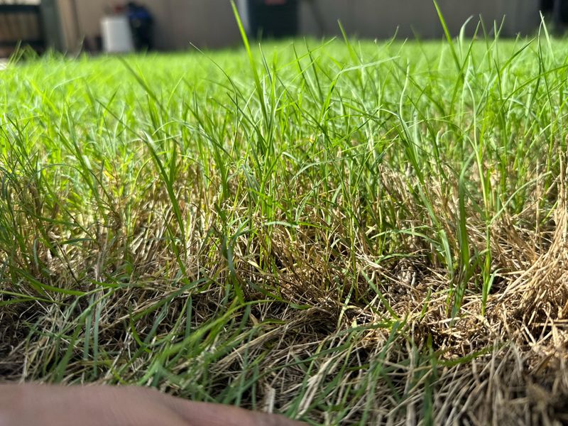 Cutting Grass Too Short Weakens Every Blade Cutting Grass Too Short Weakens Every Blade