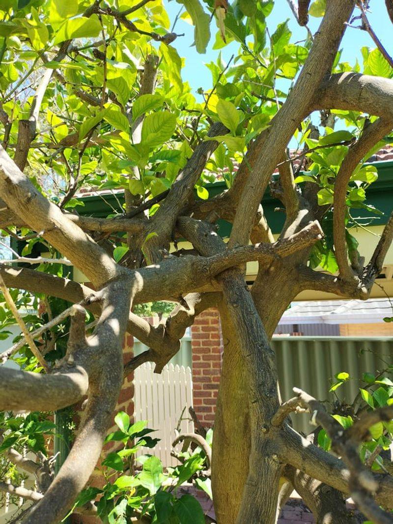Cutting Healthy Branches Shrinks The Fruiting Canopy