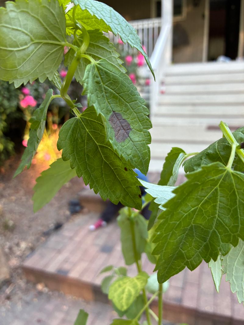 Cutting Healthy Stems Can Risk Future Flowers