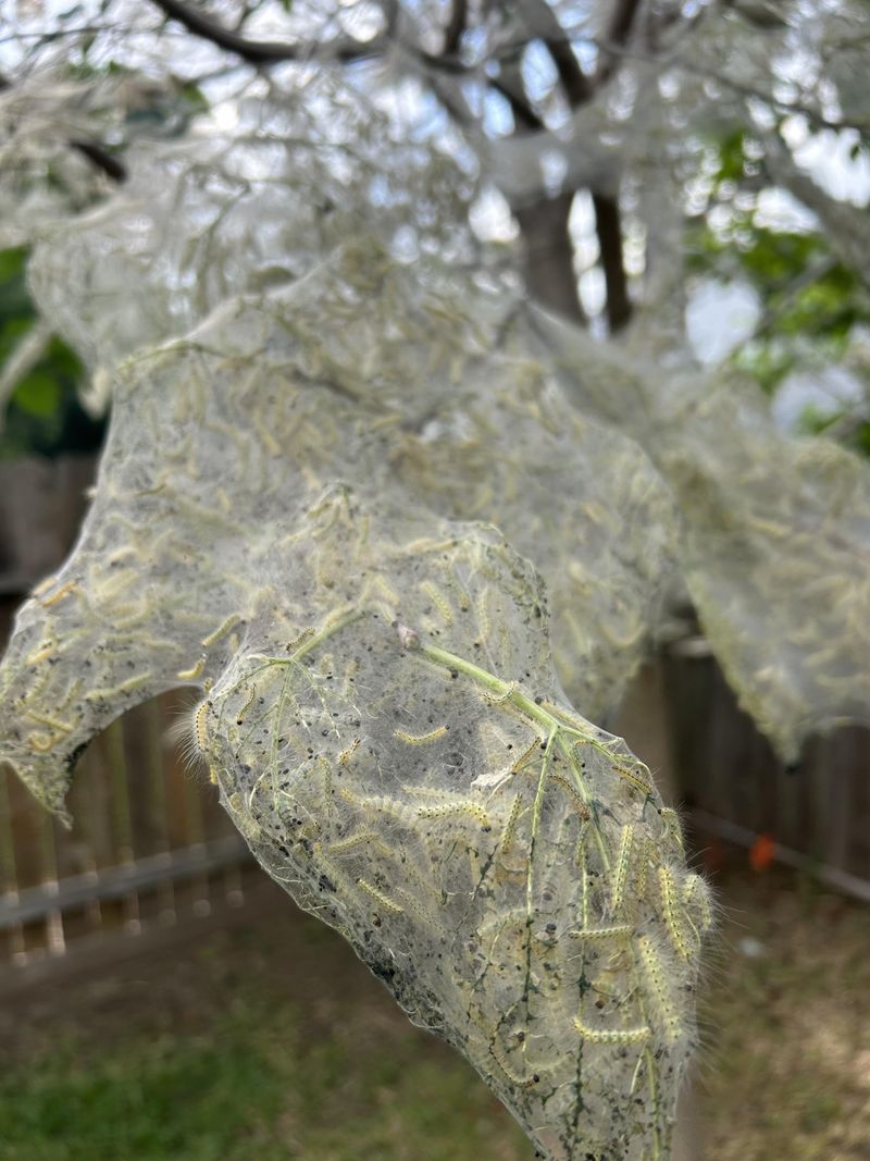 Cutting Into Nests Without A Plan Spreads Webworms Further Cutting Into Nests Without A Plan Spreads Webworms Further