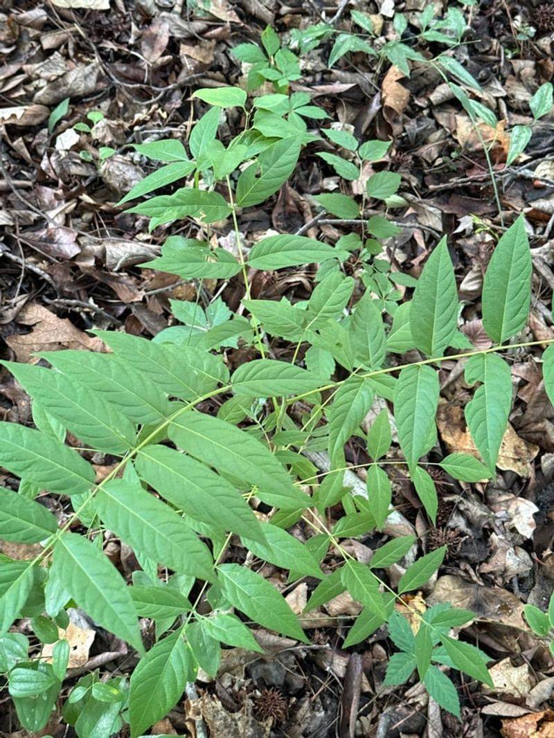 Cutting It Down Can Trigger Even More Shoots