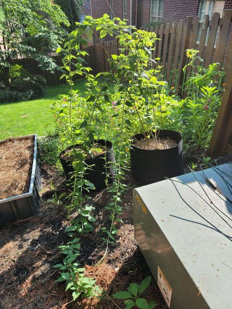 Cutting Out Canes That Already Finished Fruiting Cutting Out Canes That Already Finished Fruiting