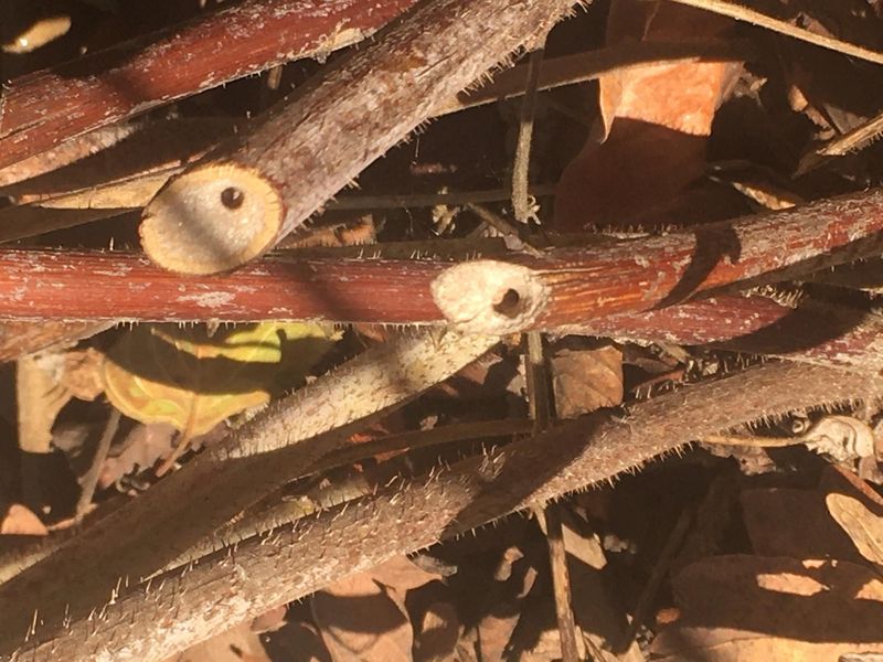 Cutting Pithy Stems To The Ground Removes Bee Nesting Sites