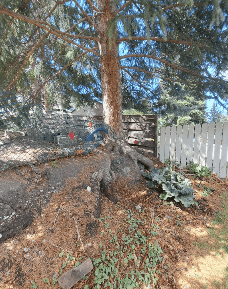 Cutting Roots Without Care Can Create A Second Problem Cutting Roots Without Care Can Create A Second Problem