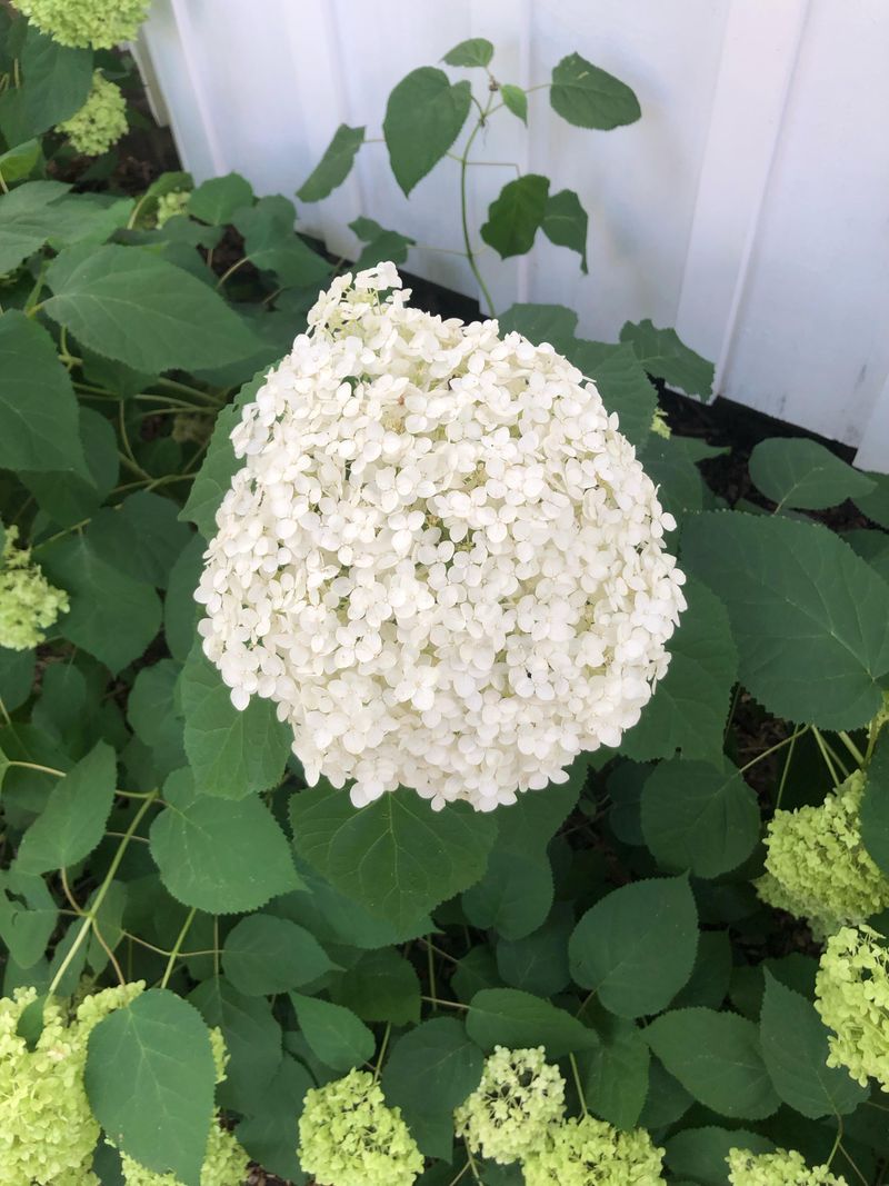 Cutting Smooth Hydrangeas At The Wrong Time Cutting Smooth Hydrangeas At The Wrong Time