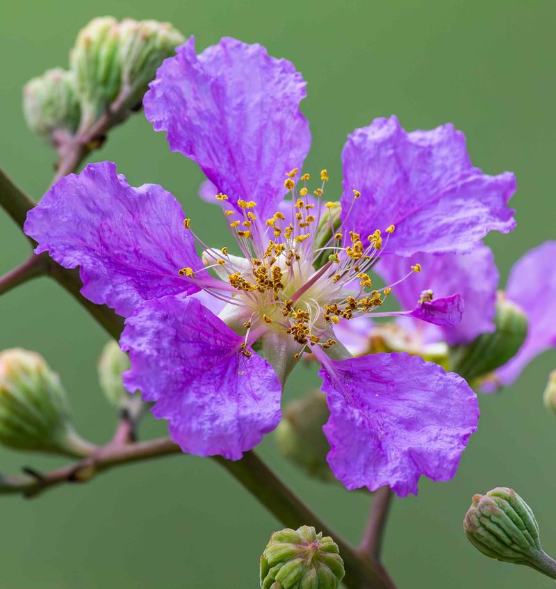Cutting Stimulates Dormant Buds Near Roots