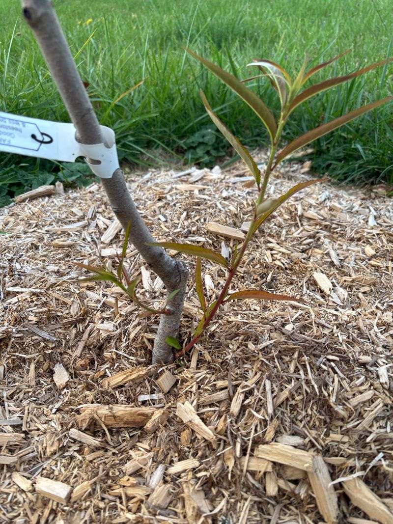 Cutting The Top Off Does Not Stop The Root From Pushing Growth Cutting The Top Off Does Not Stop The Root From Pushing Growth
