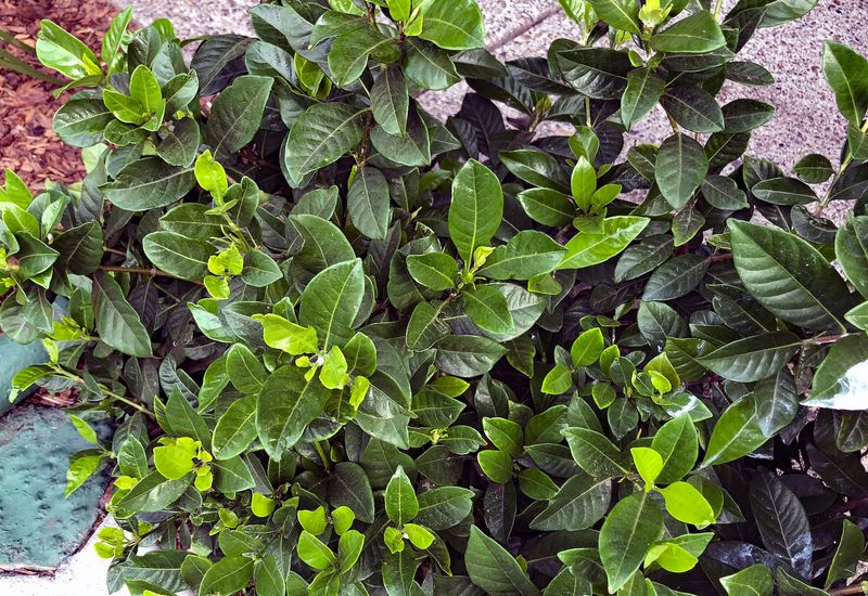 Cutting Them Back Now Can Cause New Growth Cutting Them Back Now Can Cause New Growth