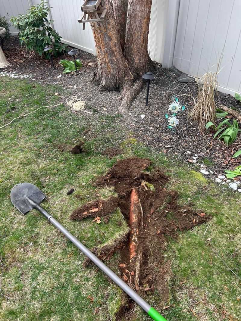 Cutting Too Close To The Trunk Can Backfire