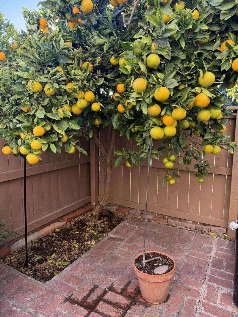 Cutting Too Much Can Dry Out Citrus Fast