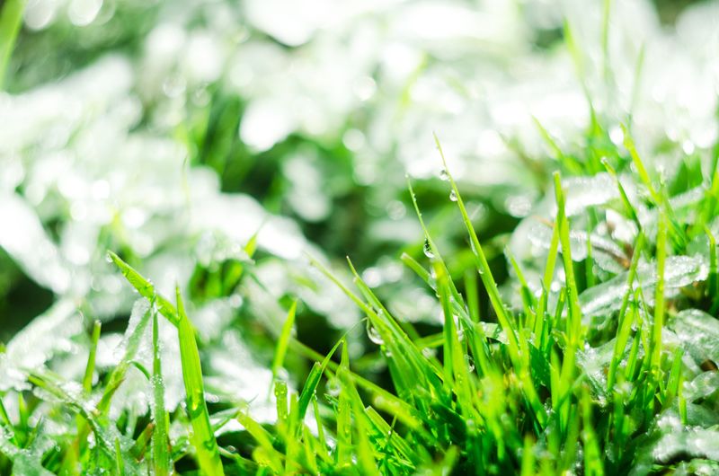 Cutting Wet Grass After Summer Storms