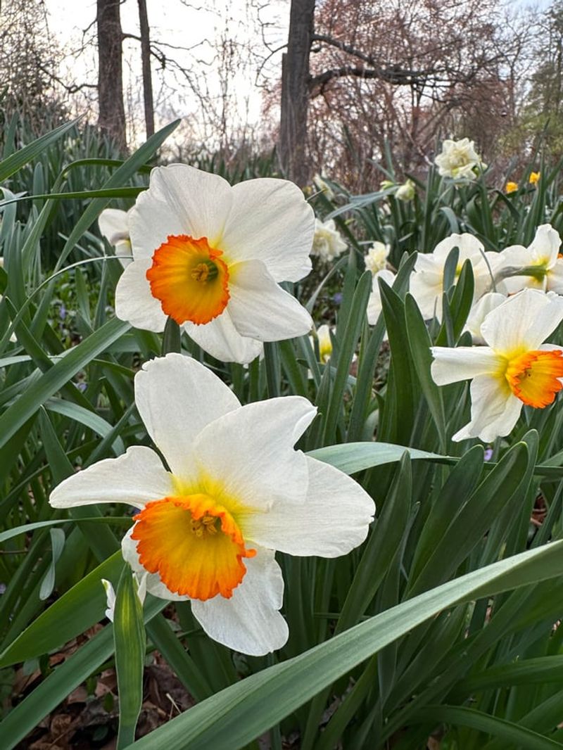 Daffodils Are The Reliable Bulb Gardens Keep For Years