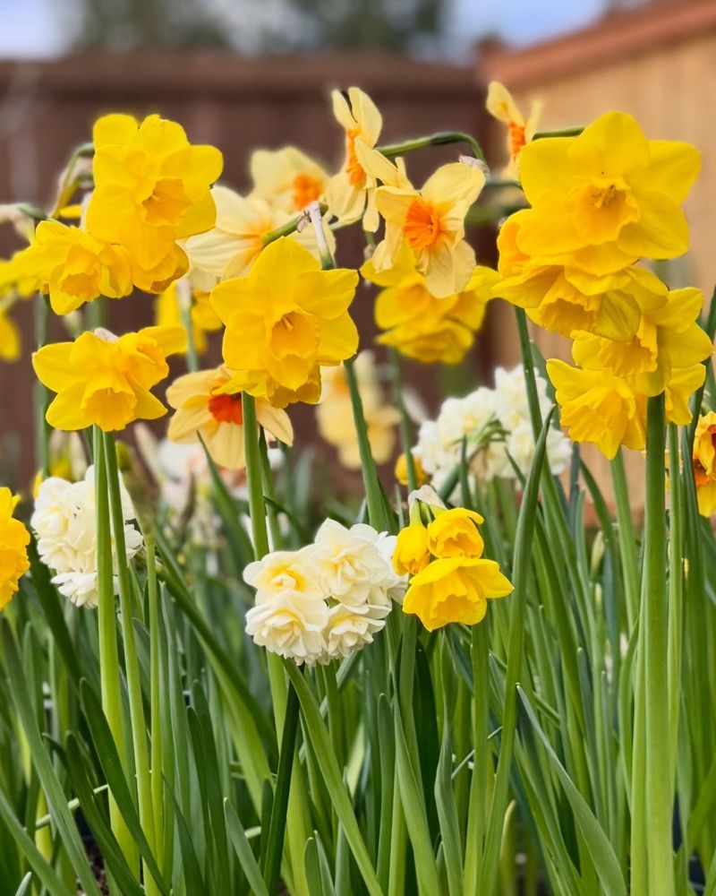 Daffodils Bring Reliable Spring Color