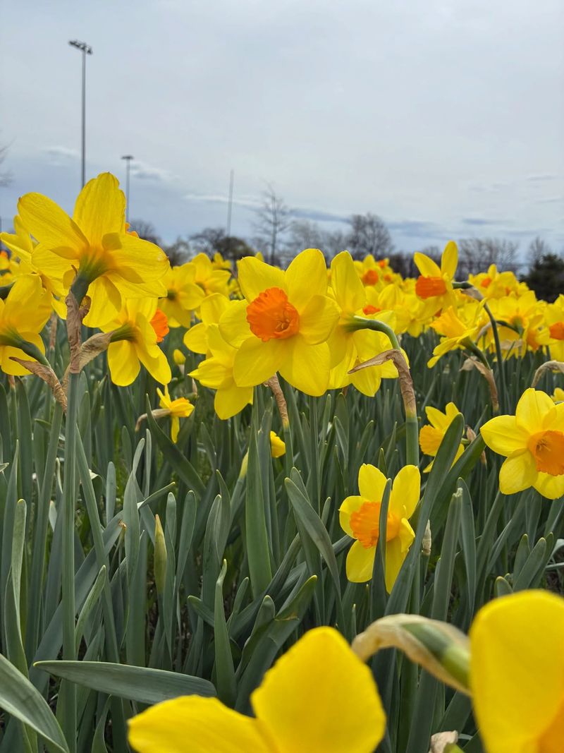 Daffodils Come Back Strong Daffodils Come Back Strong