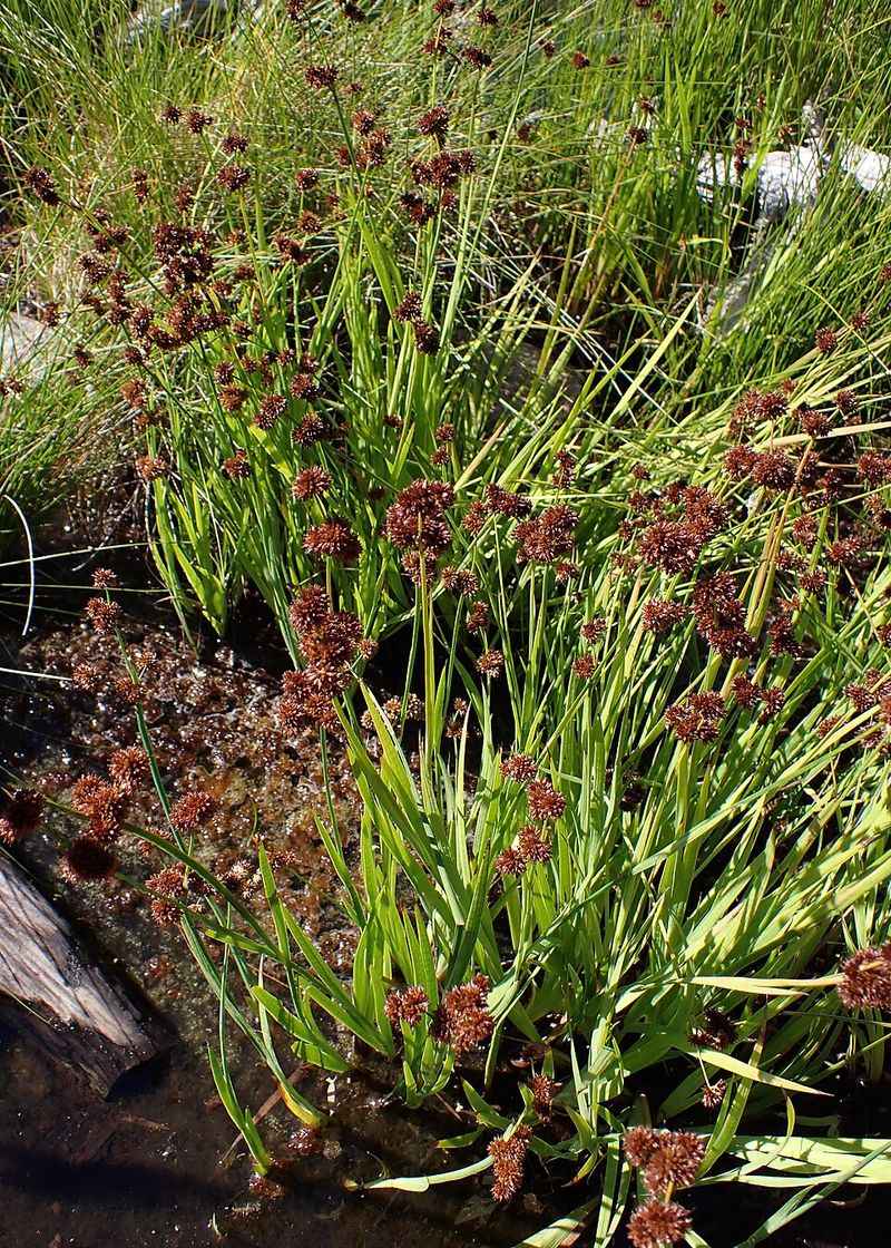 Dagger-Leaf Rush Fits Narrow Damp Areas