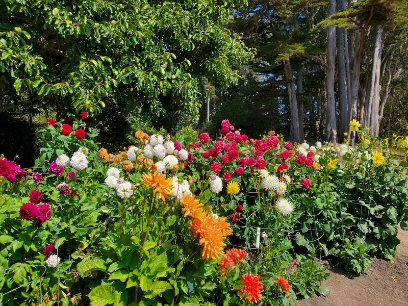 Dahlias Bringing The Drama By Late Summer