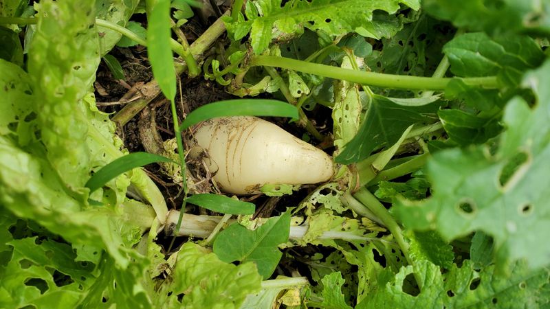 Daikon Radishes Need Deeper Soil Daikon Radishes Need Deeper Soil