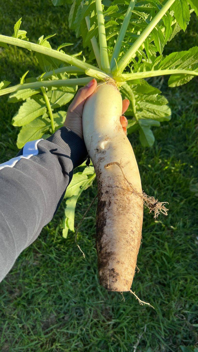 Daikon Radishes Reward Quick Growers Daikon Radishes Reward Quick Growers