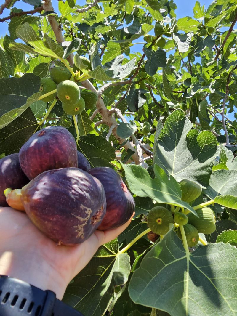 Daily Checks Catch Figs At Peak Sweetness Daily Checks Catch Figs At Peak Sweetness