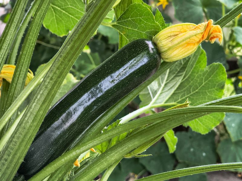 Daily Checks Prevent Oversized Zucchini