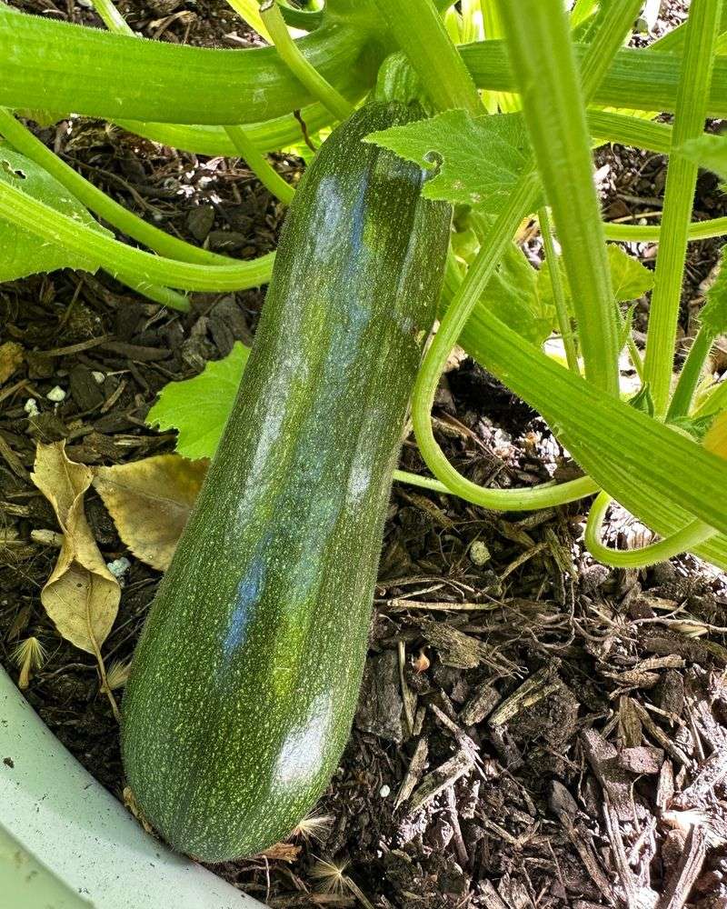 Daily Checks Prevent Oversized Zucchini
