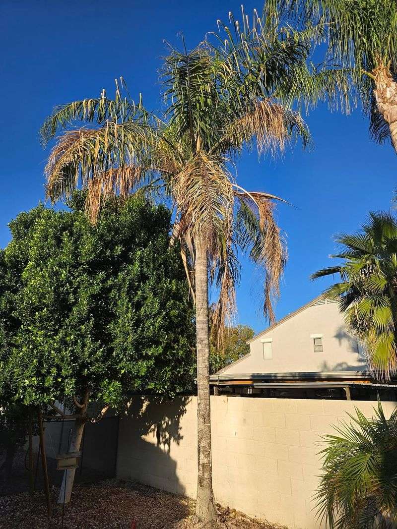 Daily Sips Making Palms More Heat-Stressed