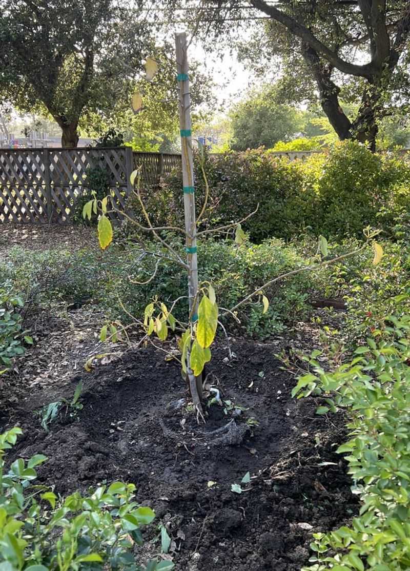 Daily Sprinkling Creating A Soggy Root Zone