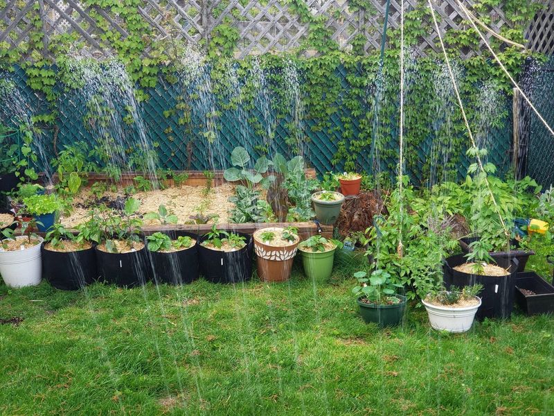 Daily Watering Can Be Too Much Daily Watering Can Be Too Much