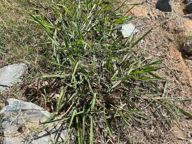 Dallisgrass Can Blend In With Your Lawn At First