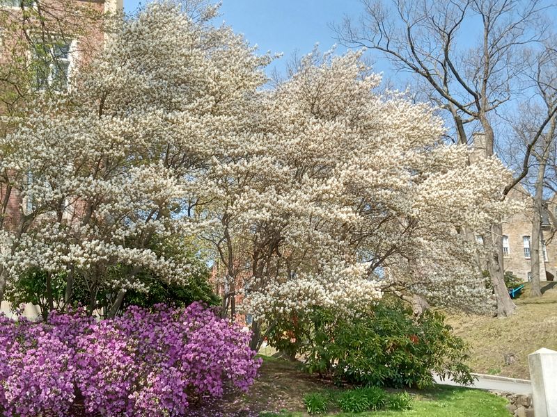 Damage Caused To Native Plants And Wildlife