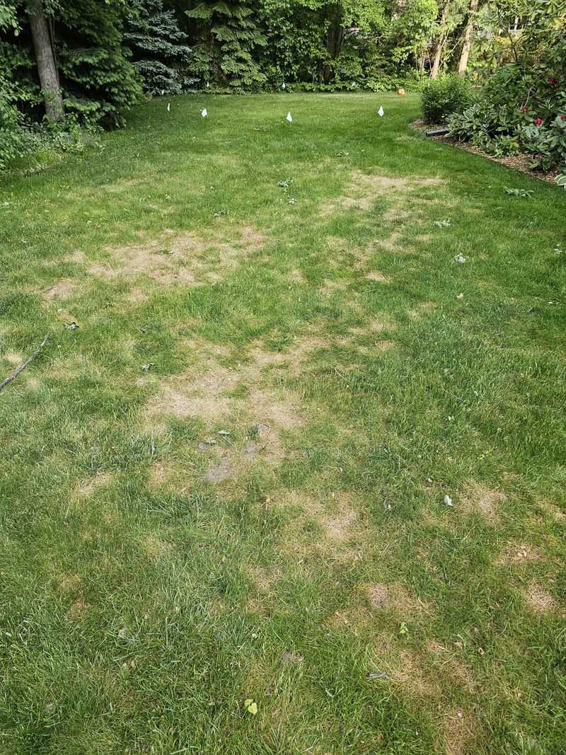Damage Often Appears Suddenly In Late Summer Damage Often Appears Suddenly In Late Summer