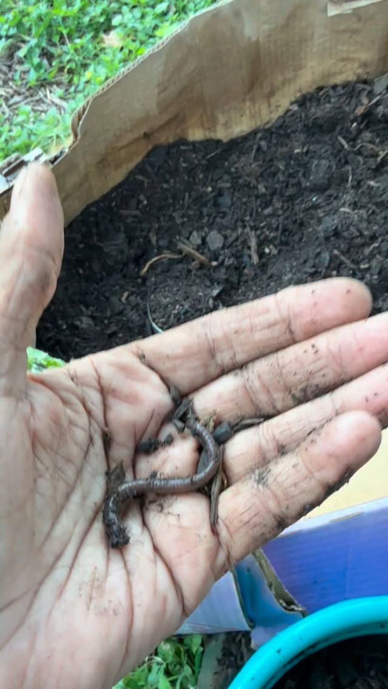 Damage They Cause To Roots And Soil Structure