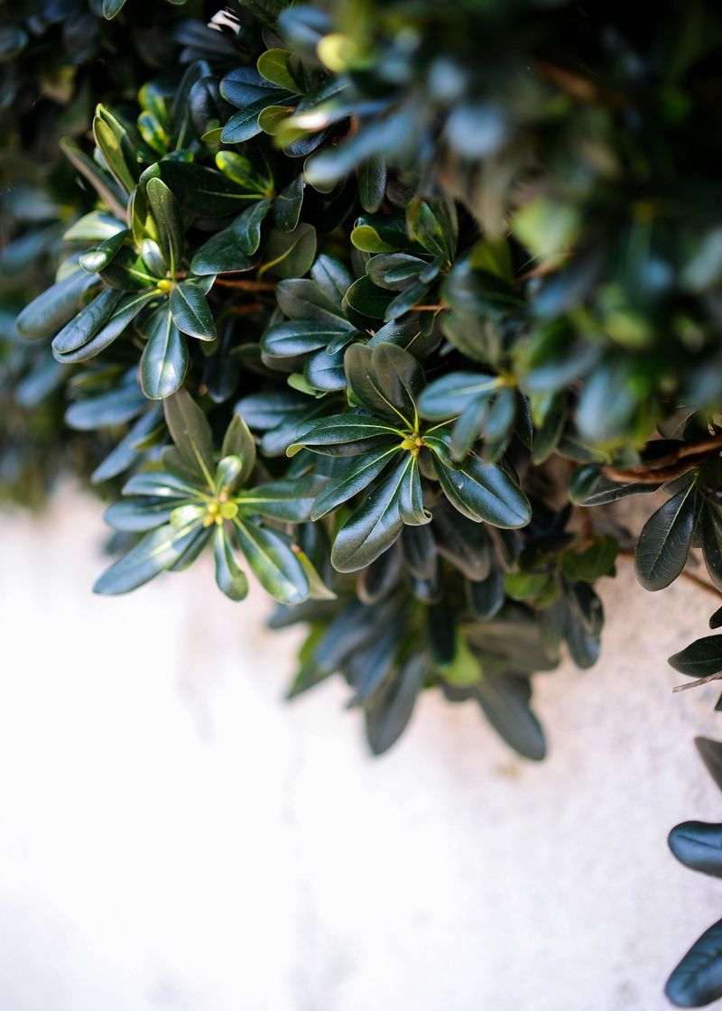 Damage This Pest Causes To Boxwood Hedges Damage This Pest Causes To Boxwood Hedges