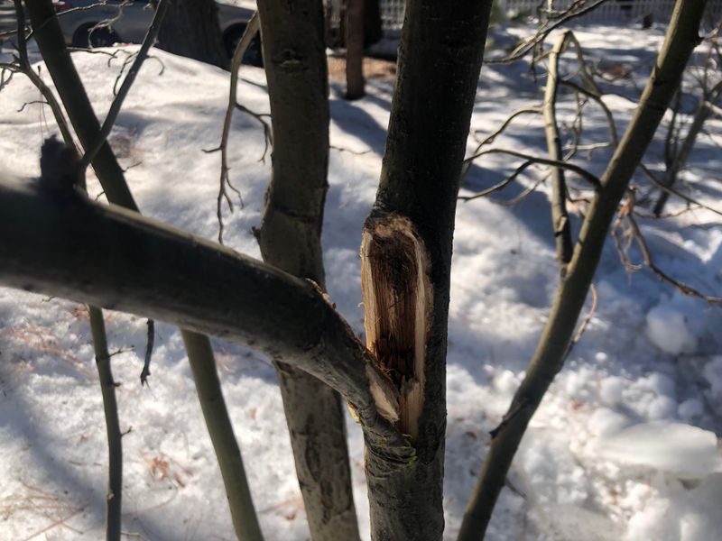 Damaged Branches Are A Different Matter Damaged Branches Are A Different Matter