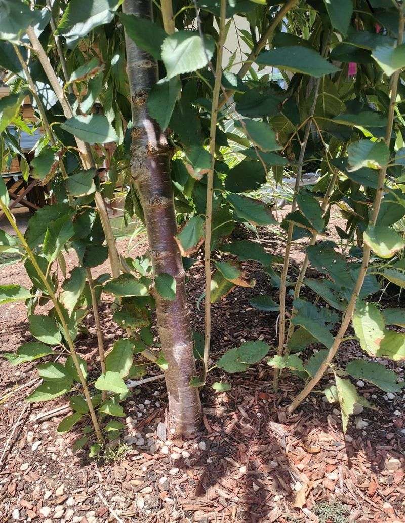 Damaged Roots Can Send Up Even More Suckers Damaged Roots Can Send Up Even More Suckers
