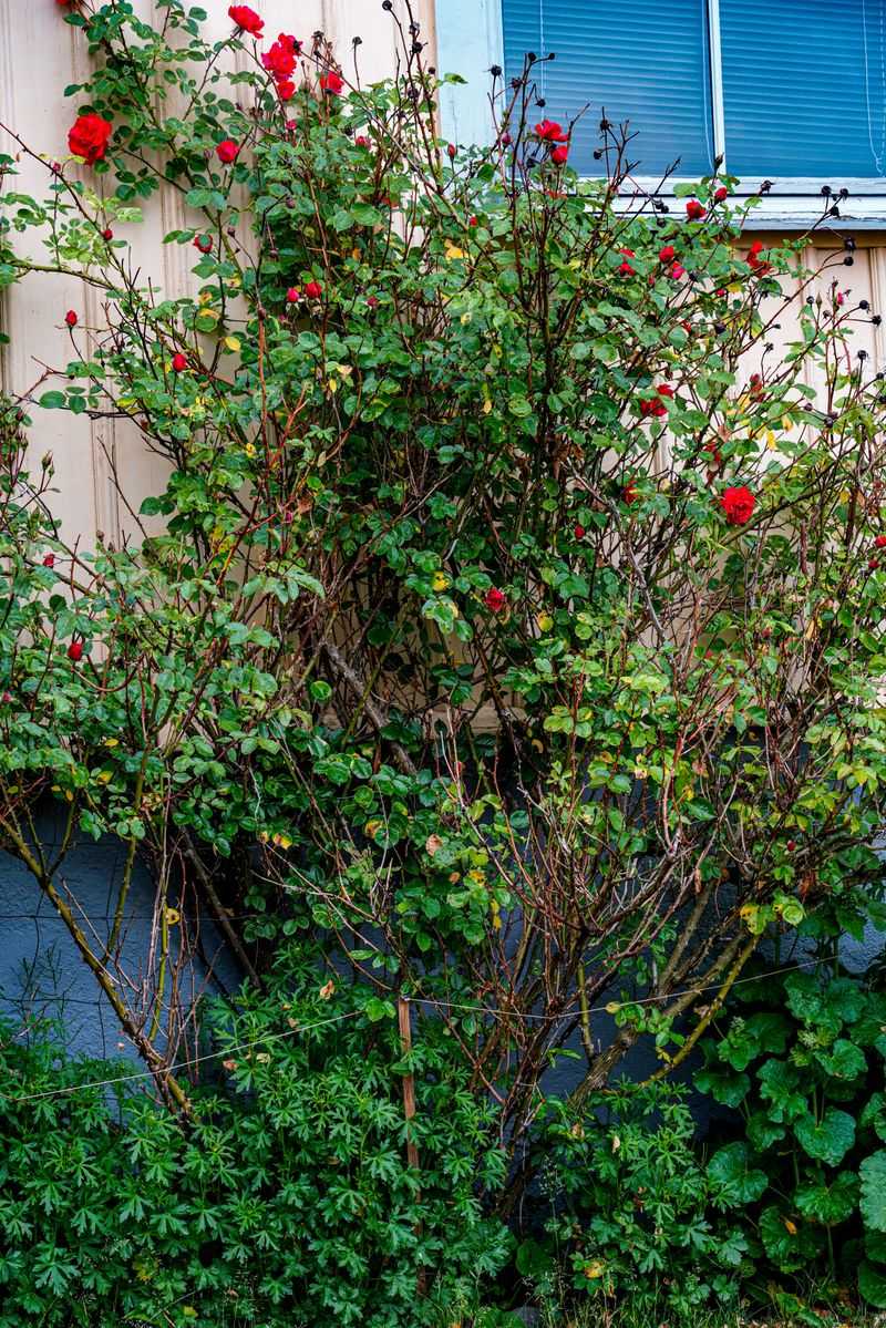 Damaged Rose Canes With Skeleton-Like Foliage Damaged Rose Canes With Skeleton-Like Foliage
