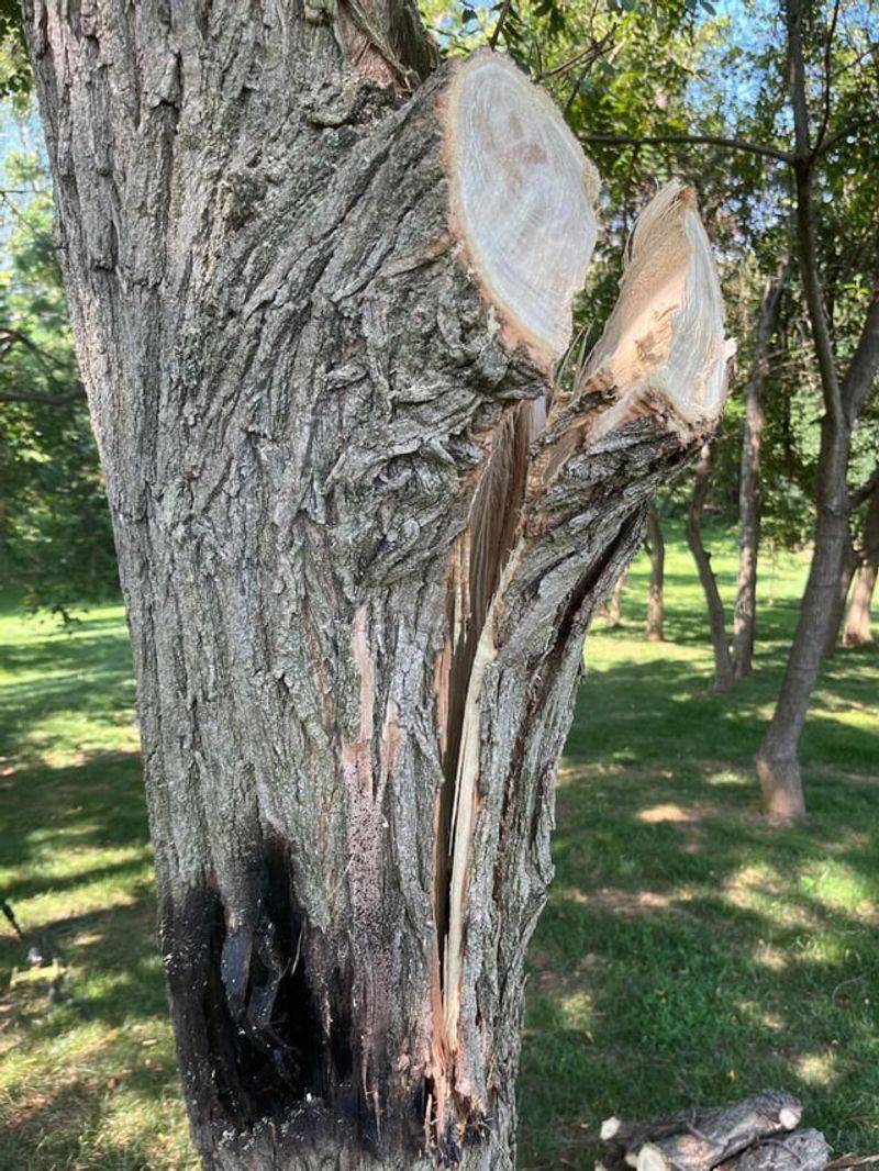 Damaged Trees Are Easier For An HOA To Challenge
