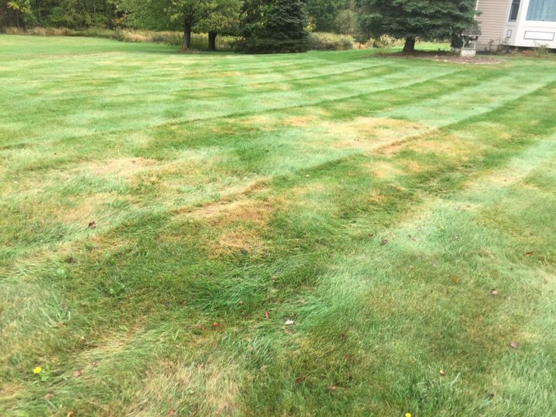 Damaged Turf Can Begin To Feel Soft Or Spongy