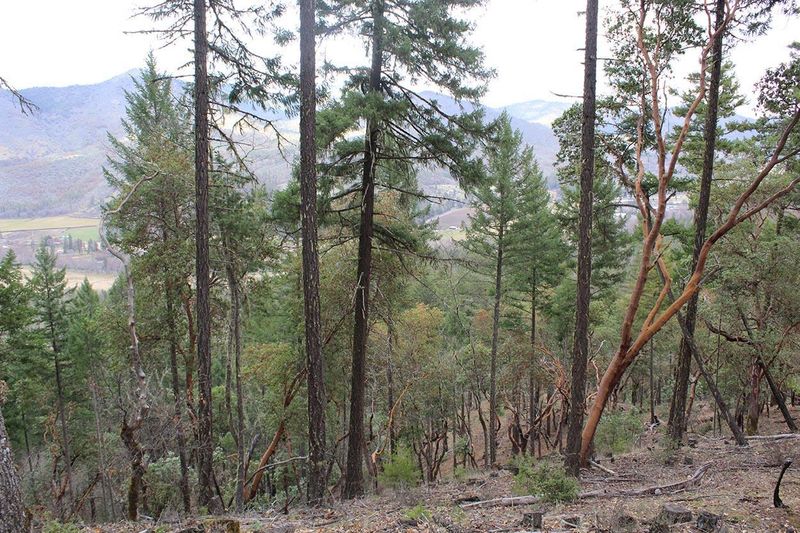 Damaged Young Douglas-Firs Can Be Cleaned Up