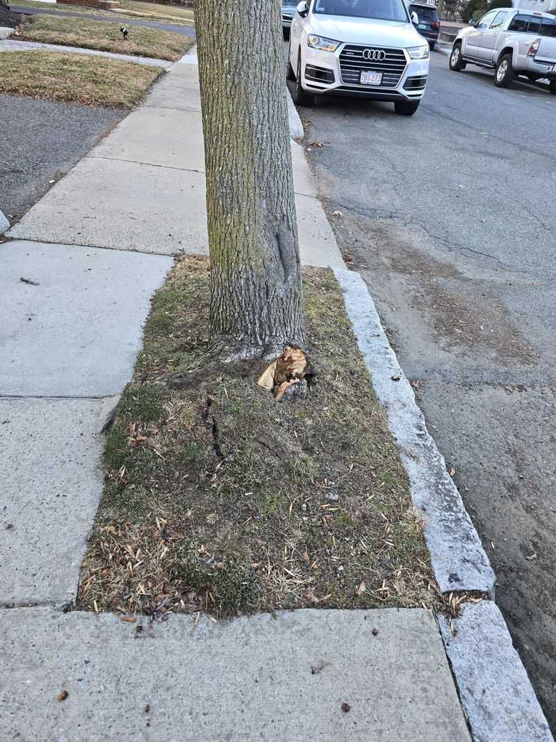 Damaging A Street Tree Can Create A Bigger Problem Damaging A Street Tree Can Create A Bigger Problem
