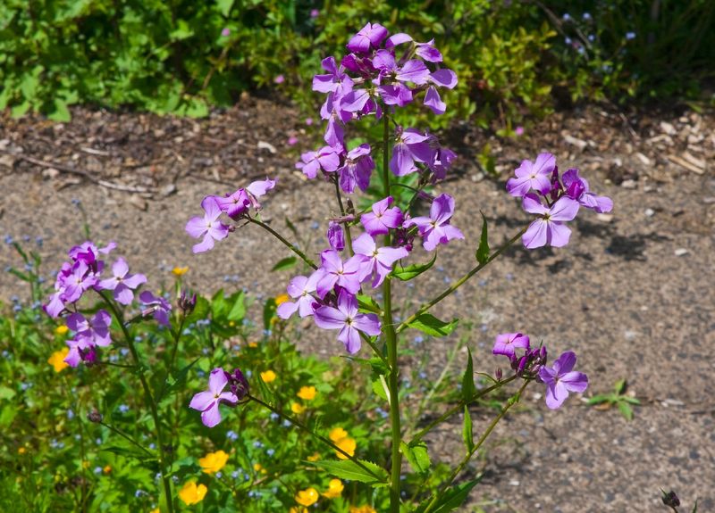 Dames Rocket Can Escape Far Beyond The Flower Bed
