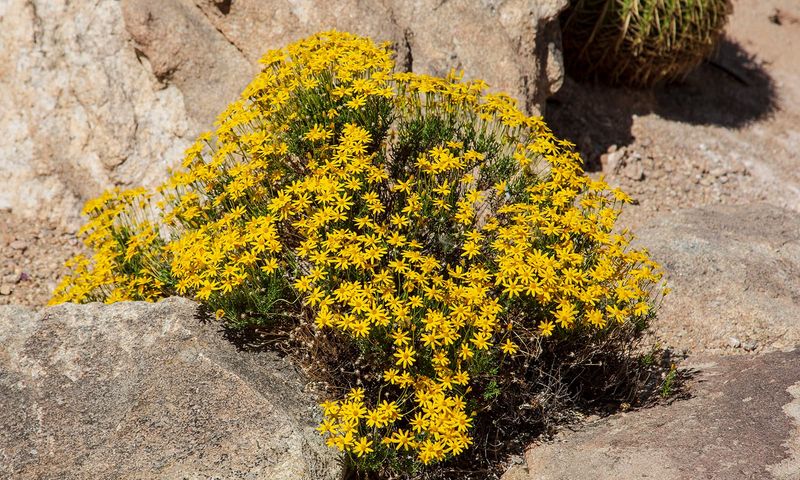 Damianita Keeps Blooming Through The Hottest Months